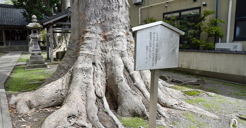 けやきの木