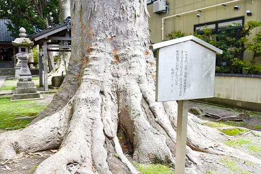 八幡神社の欅の木を見ながらコーヒー