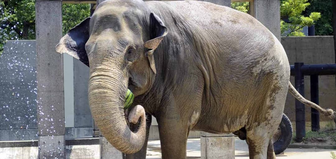 いしかわ動物園